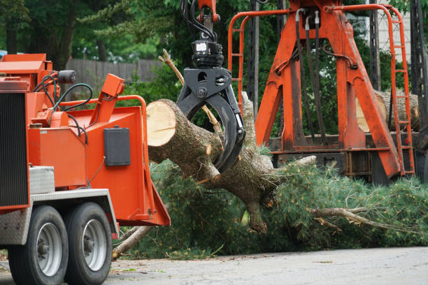 Best Fruit Tree Pruning  in Hurricane, UT